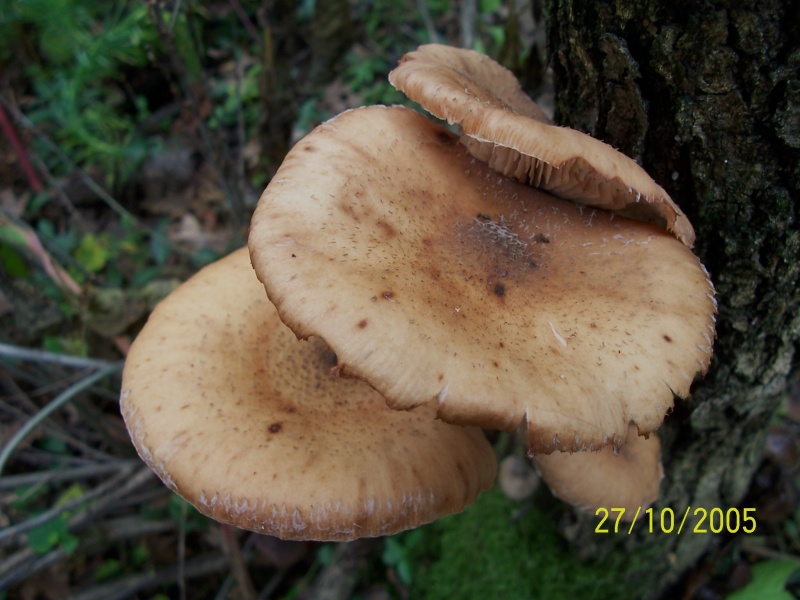 Armillaria mellea e Lepista inversa